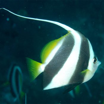 Heniochus diphreutes S -Schooling Bannerfish - Ψάρια Θαλασσινού