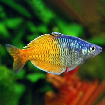 Melanotaenia boesmani – Boeseman’S Rainbowfis... - Ψάρια Γλυκού