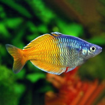 Melanotaenia boesemani – Male Boesmani Rainbow 4-5cm - Ψάρια Γλυκού