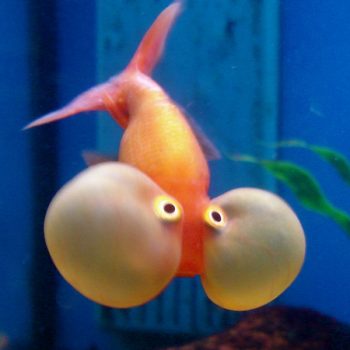Carasius auratus - Red Bubble Eye 8-10cm