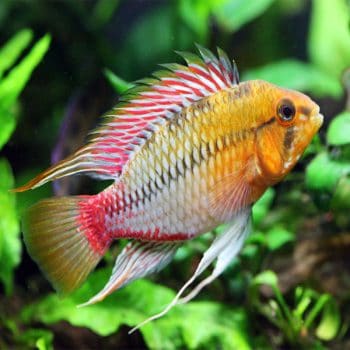 Apistogramma hongsloi 3-4cm