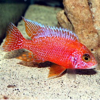 Aulonocara baenschi - Dragon Blood Cichlid