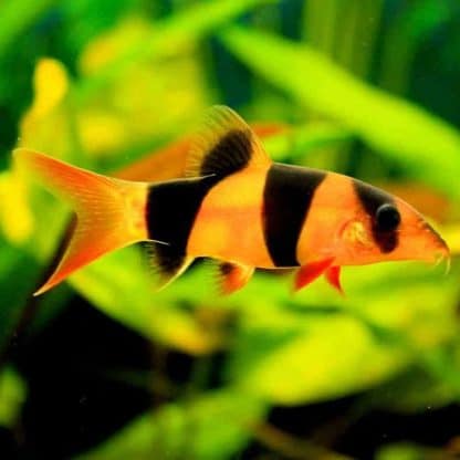 Chromobotia macracanthus – Clown Loach 4-5cm - Ψάρια Γλυκού