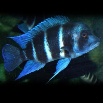 Cyphotilapia gibberosa – Blue Zaire 12cm - Ψάρια Γλυκού