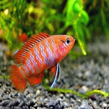 Carassius auratus – Tricolor Oranda9-10 cm - Sales