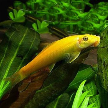 Gyrinocheilus aymonieri – Chinese Algae Eater Gold small - Sales