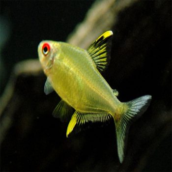 Hyphessobrycon pulchripinnis – Lemon Tetra M 2-3cm - Ψάρια Γλυκού
