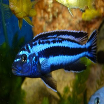 Melanochromis cyaneorhabdos – Maingano Cichlid 4-5 cm - Ψάρια Γλυκού