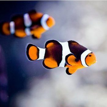 Amphiprion percula -Onyx Percula Clownfish Full Black L