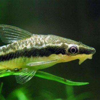 Macrotocinclus affinis M- Golden Otocinclus 3cm - Ψάρια Γλυκού