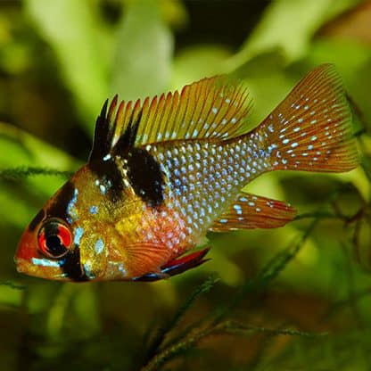 Microgeophagus ramirezi – Blue Ram  2.5-3 cm - Sales