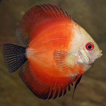 Symphysodon discus – Red Marlboro Discus 7.50cm - Ψάρια Γλυκού