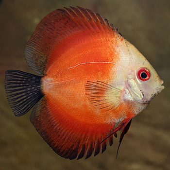 Symphysodon discus – Red Marlboro Discus 6cm - Ψάρια Γλυκού