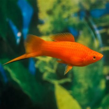 Xiphophorus helleri – Swordtail mix 4-5cm - Ψάρια Γλυκού