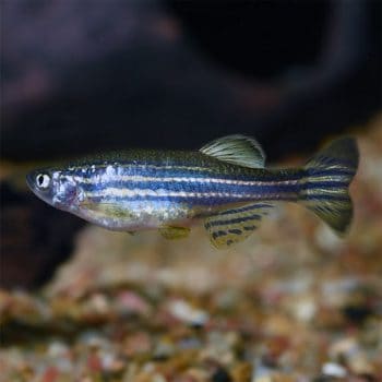 Danio rerio – Zebra Danio 2,5-3,5cm - Ψάρια Γλυκού