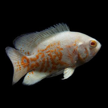 Astronotus ocellatus   -Albino Oscar 7-8cm - Ψάρια Γλυκού