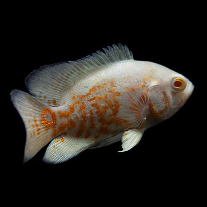 Astronotus ocellatus   -Albino Oscar 7-8cm - Ψάρια Γλυκού