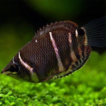 Sphaerichthys osphromenoides -Chocolate Gourami 2-3cm