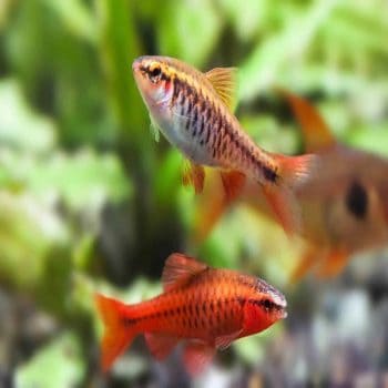 Carassius auratus – Tricolor Oranda9-10 cm - Sales