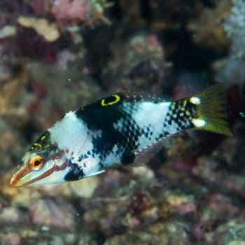 Halichoeres hortulanus L - Checkerboard Wrasse