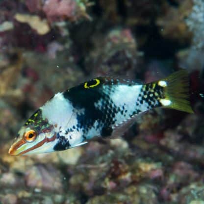 Halichoeres hortulanus L - Checkerboard Wrasse