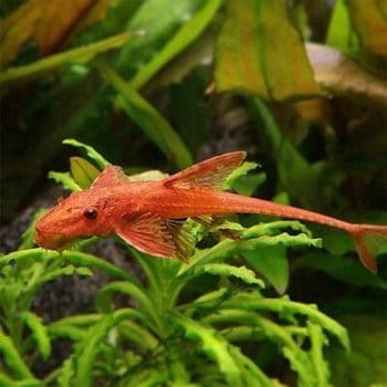 Rinelocaria sp.- Red Lizard L11 5cm