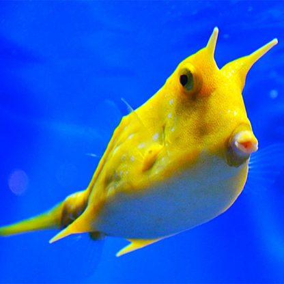 Lactoria cornuta - Longhorn Cowfish L