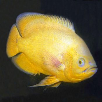 Astronotus ocellatus - Lemon Oscar Cichlid 7.5cm