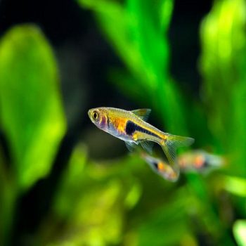 Sicyopus rubicundus-Red lipstick Goby 4cm - Χωρίς κατηγορία