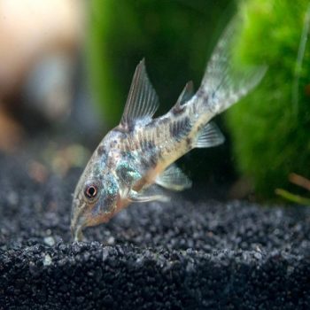 Corydoras paleatus  -Pepper Cory 3 cm - Ψάρια Γλυκού