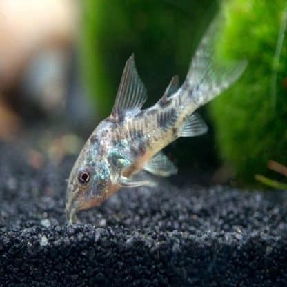 Corydoras paleatus  -Pepper Cory 3 cm - Sales