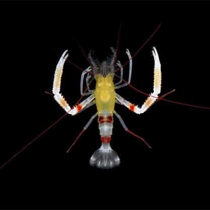 Stenopus zanzibaricus S – Zanzibar Boxer Shrimp - Ασπόνδυλα Θαλασσινού