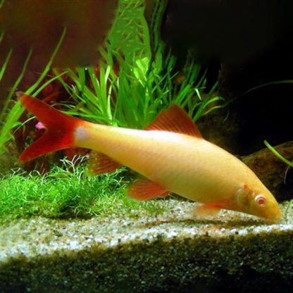 Epalzeorhynchos frenatus – Rainbow Shark Albino 6cm - Ψάρια Γλυκού