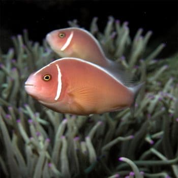 Amphiprion perideraion - Pink Skunk Clownfish