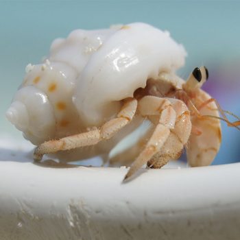 Clibanarius humilis – Herbit Crab - Ασπόνδυλα Θαλασσινού