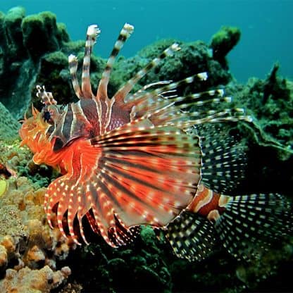 Dendrochirus zebra - Zebra Lionfish
