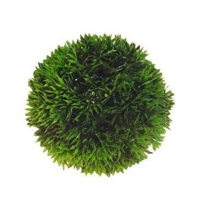 Hobby plant Ball 13 cm - Τεχνητά Διακοσμητικά