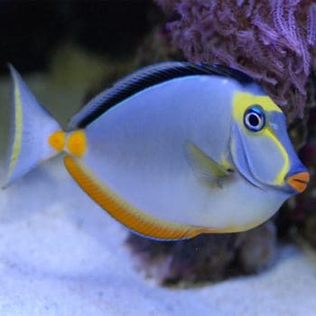 Naso lituratus – Pacific Orange-Spine Unicornfish - Sales