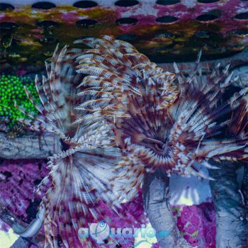Sabellastarte Sp. – Giant Feather Duster - Ασπόνδυλα Θαλασσινού