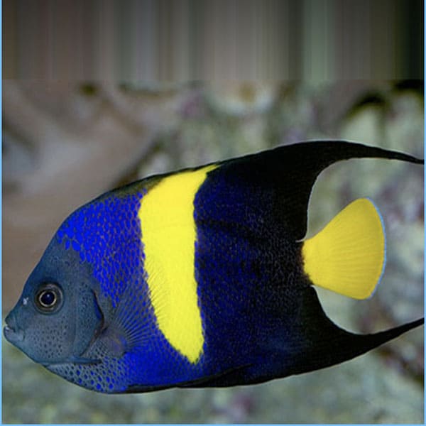 Pomacanthus asfur m Αquario.gr Το καλύτερο ενυδρειακό κατάστημα