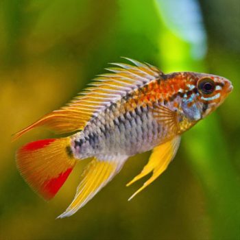 Apistogramma viejita - Red Neck Apistogramma 3-4cm