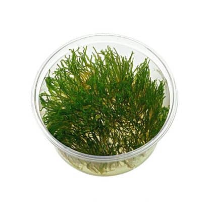Aqua Flora Taxiphyllum Sp. ‘Flame’ – In Vitro Cup - Φυτά για Ενυδρεία