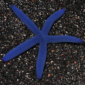 Linckia laevigata – Linckia Sea Star M - Ασπόνδυλα Θαλασσινού