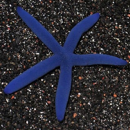 Linckia laevigata -Blue starfish-XL - Ασπόνδυλα Θαλασσινού