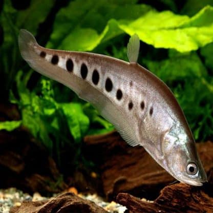 Chitala ornata -Clown Knifefish 7.5cm