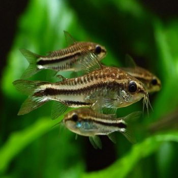 Corydoras pygmaeus-Pygmy Corydoras 1-2cm - Ψάρια Γλυκού