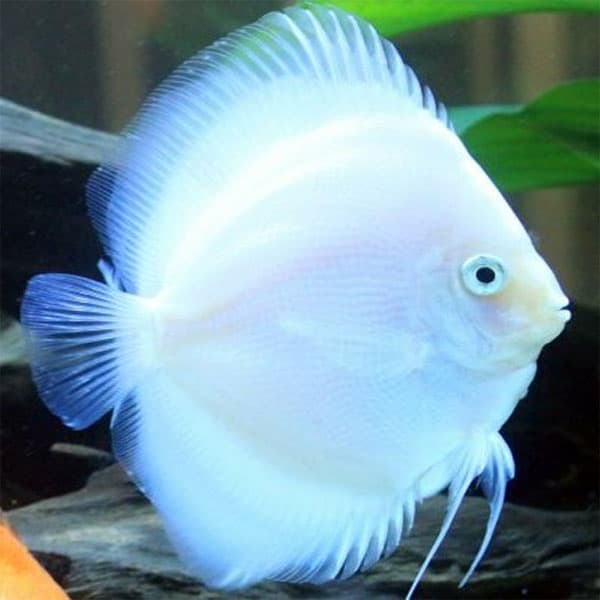 Symphysodon discus - White Butterfly 6-7 cm - Αquario.gr - Το καλύτερο