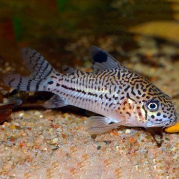 Carassius auratus -Red Black Apache Oranda 8-9 cm - Ψάρια Γλυκού