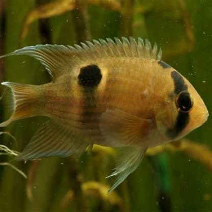 Cleithracara maronii – Keyhole Cichlid S - Ψάρια Γλυκού