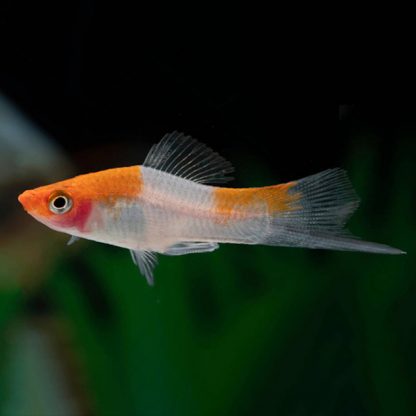 Xiphophorus helleri – Koi Kohaku Swordtail 3-5cm - Ψάρια Γλυκού